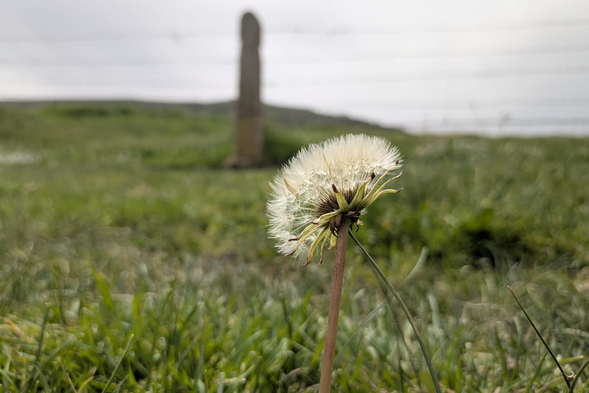 Prado de los caballos.